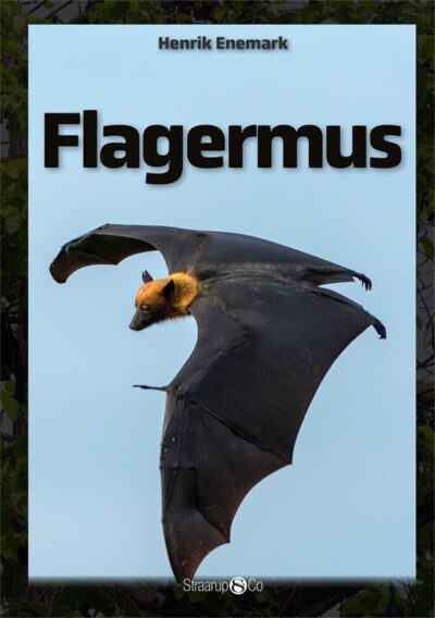 Flagermus Forside Web