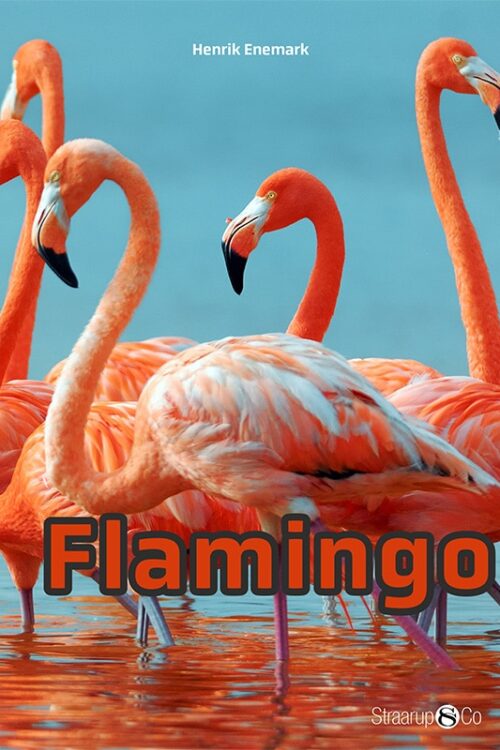 Flamingo Forside Web