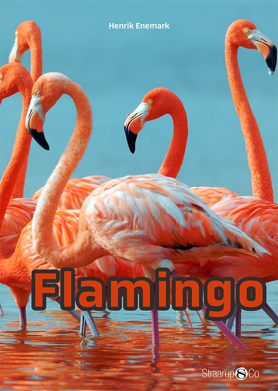 Flamingo Forside Web