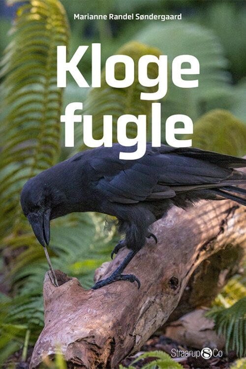 Kloge Fugle Forside Web