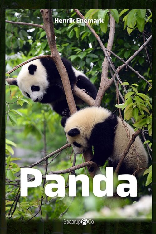 Panda Forside Web