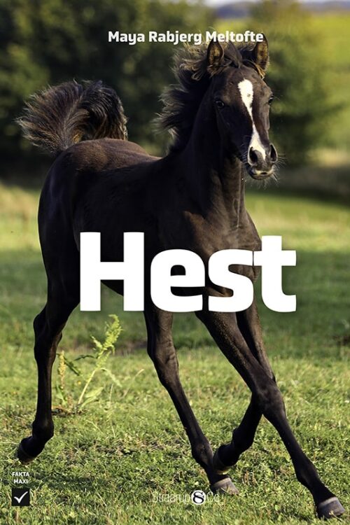 Hest FORSIDE WEB