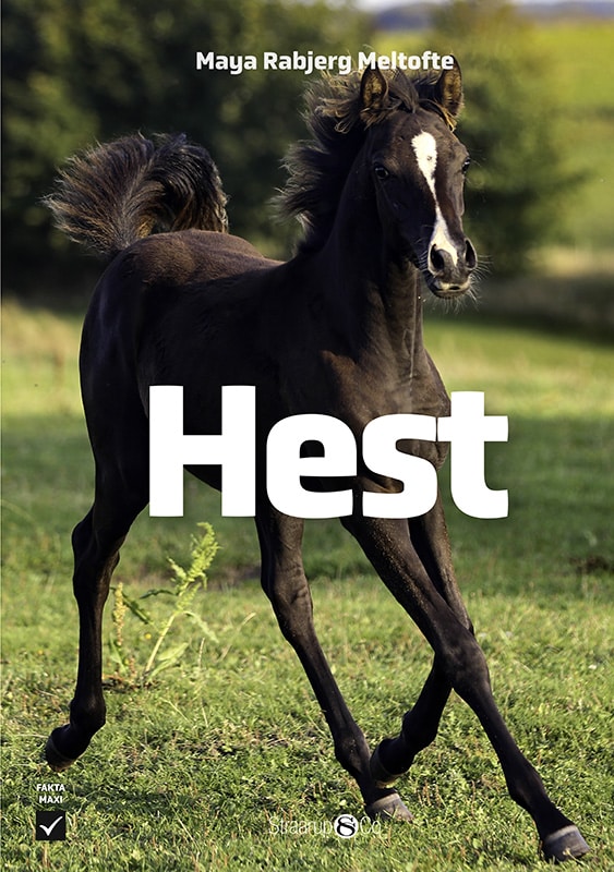 Hest FORSIDE WEB