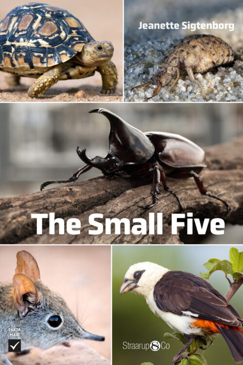 The Small Five