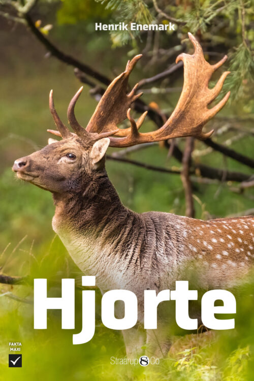 Hjorte