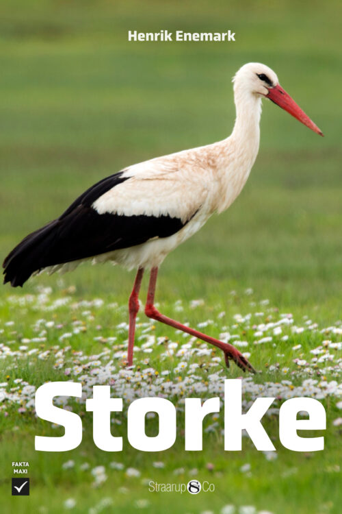 Storke
