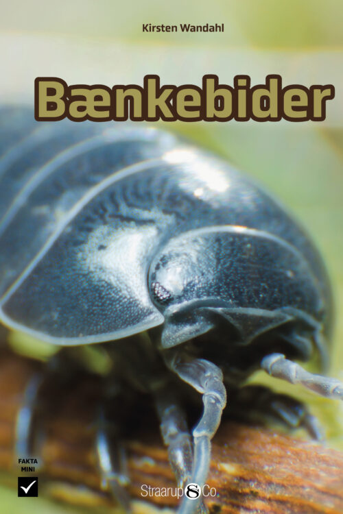 Bænkebider