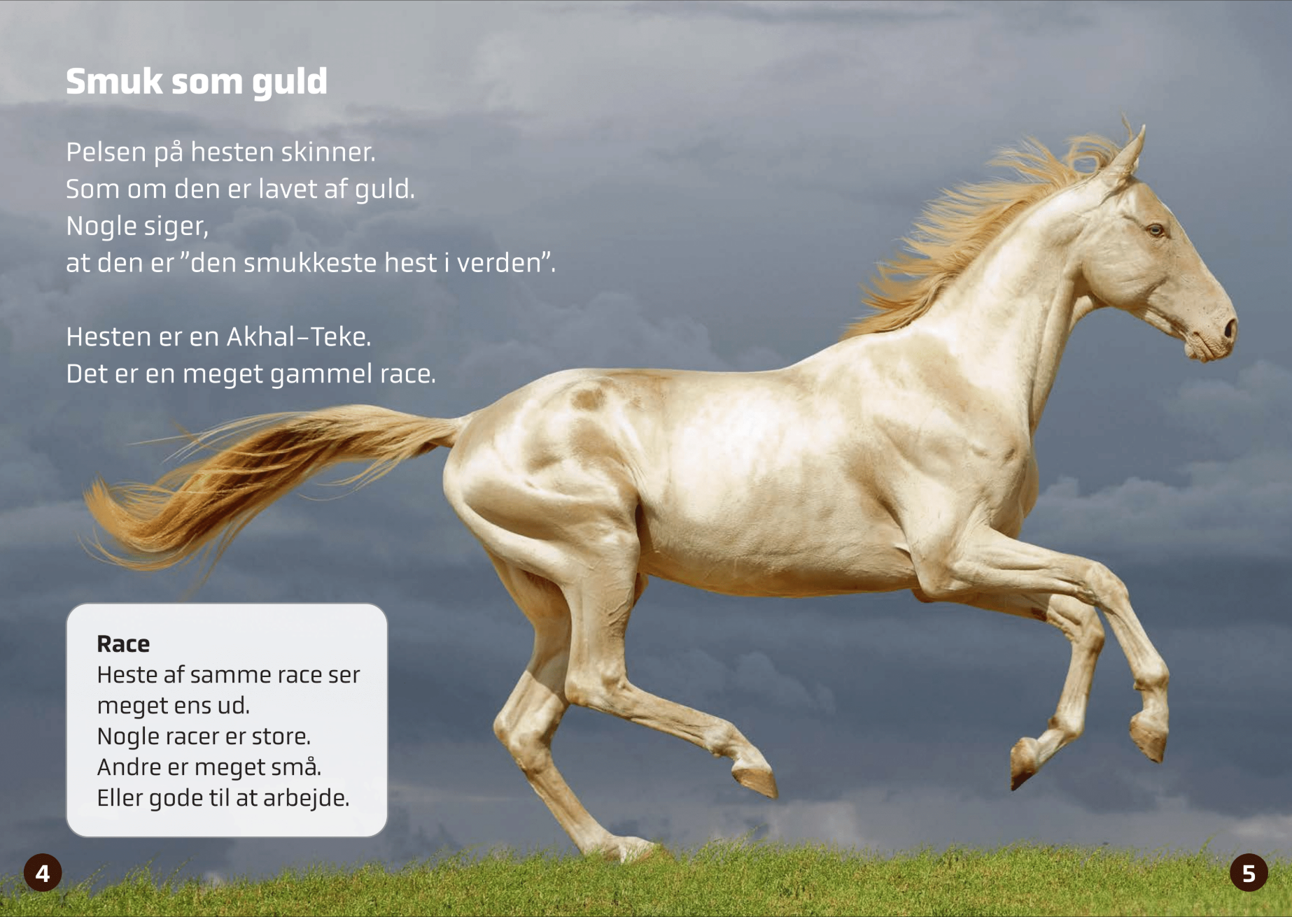 Den smukkeste hest i verden - Billede 3