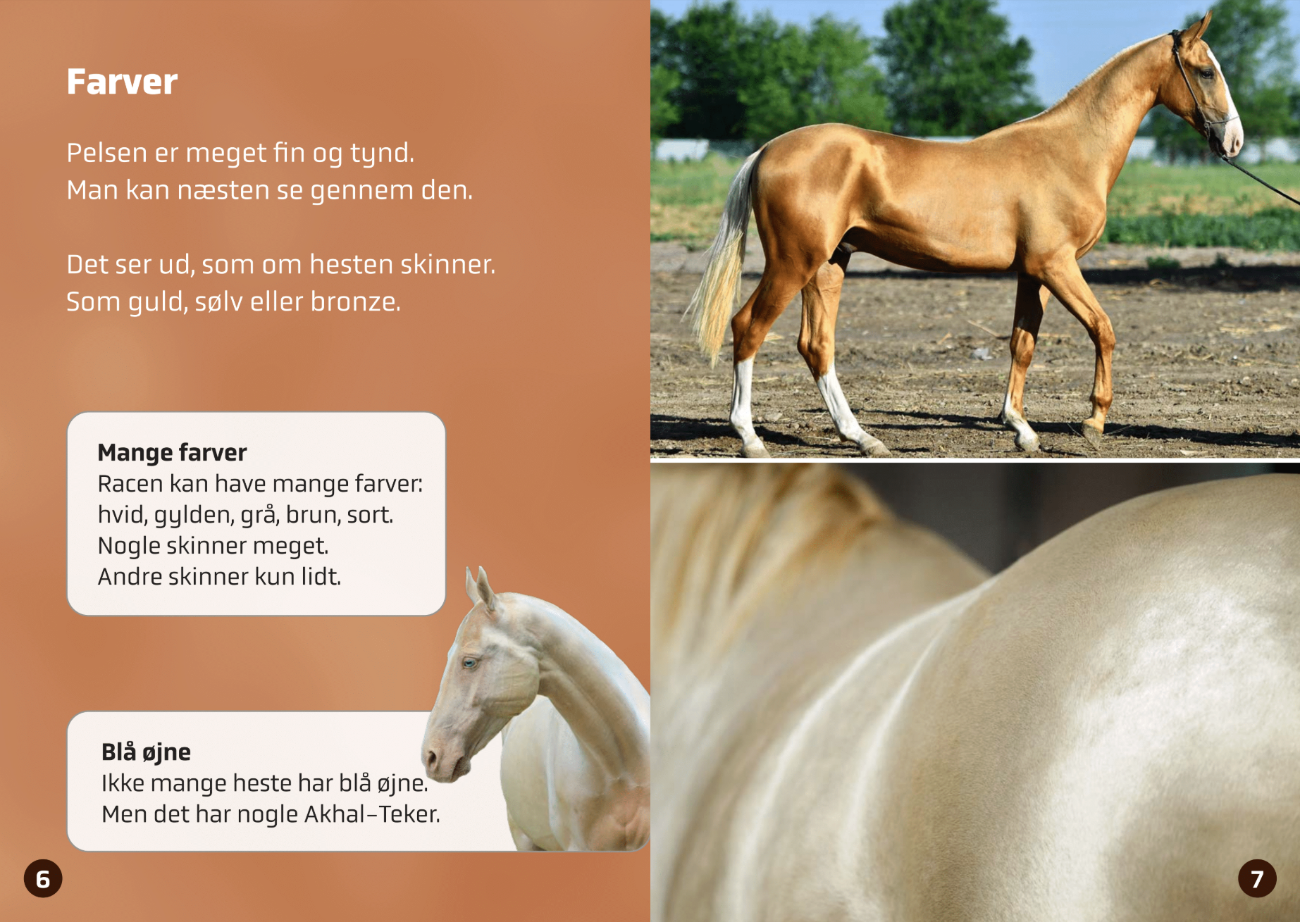 Den smukkeste hest i verden - Billede 4